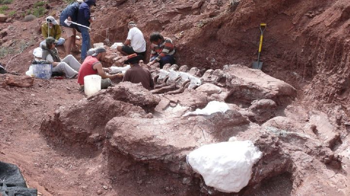 Restos fósiles del dinosaurio encontrado en Neuquén: confían en encontrar más huesos
