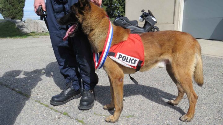 Así entrenó Francia a sus perros para detectar pacientes con coronavirus