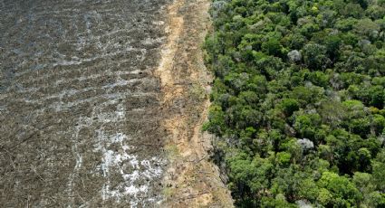 Millones en Brasil estarán en peligro por el calor extremo debido a la deforestación de la Amazonia