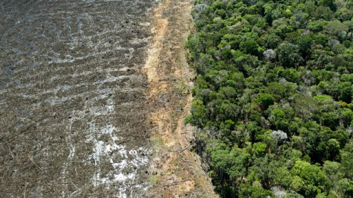 Millones en Brasil estarán en peligro por el calor extremo debido a la deforestación de la Amazonia