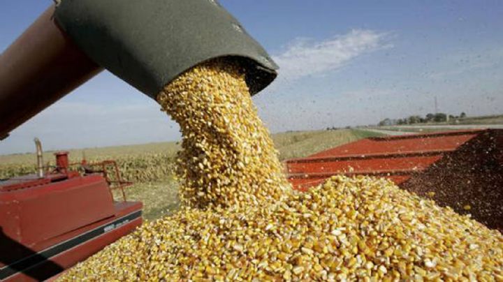 El Gobierno nacional puso nuevos obstáculos a la ventas al exterior de maíz