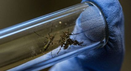 La ANMAT evaluará aprobar una vacuna contra el dengue que reportó resultados esperanzadores