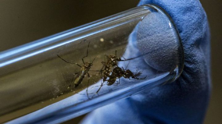 La ANMAT evaluará aprobar una vacuna contra el dengue que reportó resultados esperanzadores
