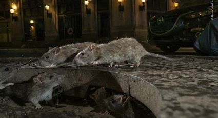 Alarma en Nueva York por el aumento inédito de casos de una rara enfermedad transmitida por ratas