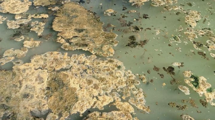 Denuncian que en el río Agrio arrojan residuos cloacales: las imágenes