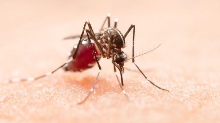"Es un momento histórico": la OMS recomendó el uso masivo de la primera vacuna contra la malaria