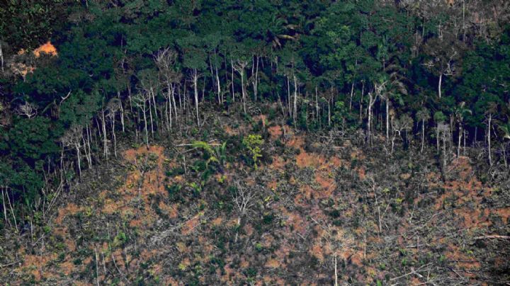 La Amazonía brasileña perdió cuatro veces la superficie de CABA en solo un mes