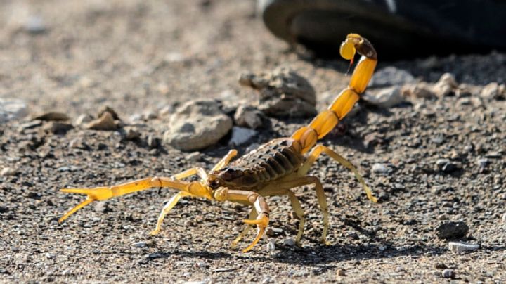 Un aluvión de escorpiones en Egipto mandó a más de 500 personas al hospital en una sola noche