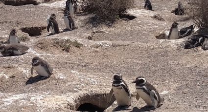 Alerta en el Área Natural Protegida Punta Tombo: dañaron 140 nidos de pingüinos