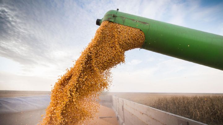 Granos: la próxima cosecha podría alcanzar los 36 mil millones de dólares