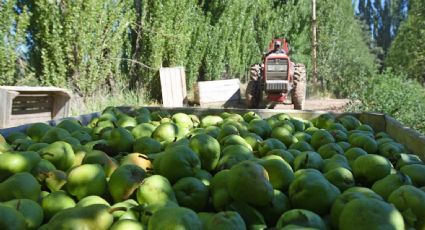 Sector frutícola: qué sucederá con los trabajadores golondrinas que lleguen a Neuquén