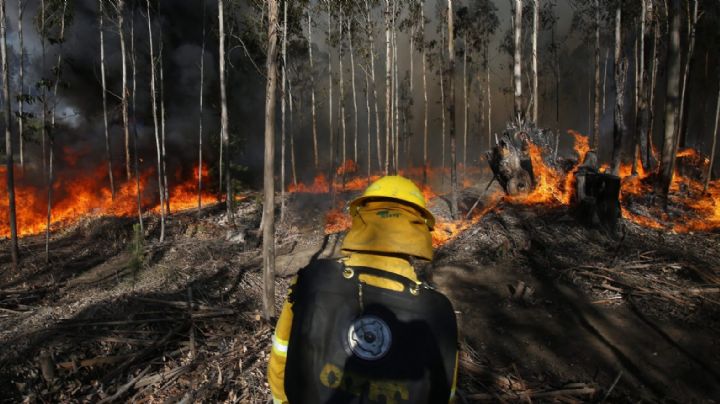 Destrucción total: los incendios forestales en Chile ya consumieron 11 mil hectáreas