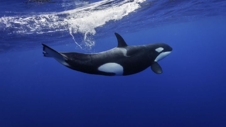 Video: el increíble encuentro entre buzos y orcas en Las Grutas