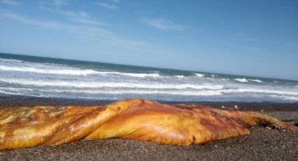 Qué es: la llamativa criatura marina que sorprendió a todo Chubut
