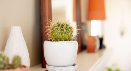 Cactus piedra: una planta facilísima de cuidar y hermosa para decorar tu hogar