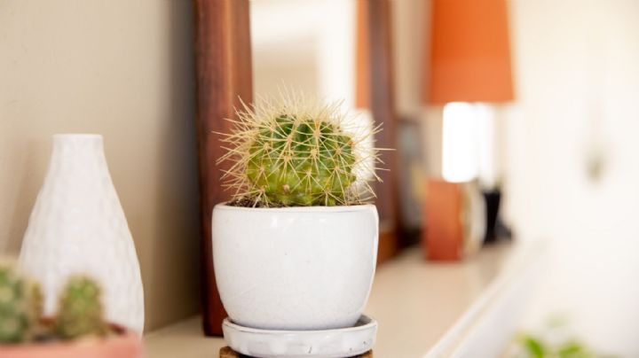 Aprendé cómo elegir el mejor cactus para tu hogar