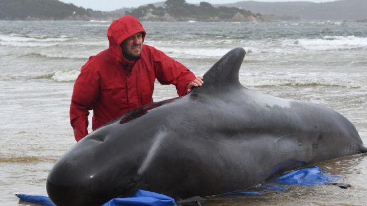 Trágico desenlace en Indonesia: fallecen decenas de ballenas varadas en las playas