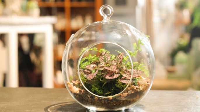 Terrario: así podés mantener a tus plantas en una burbuja de cristal
