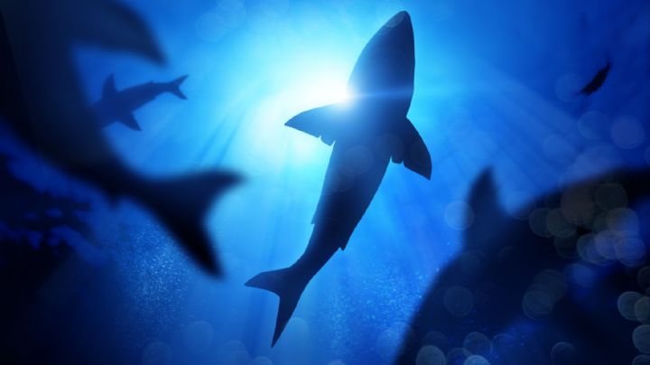 Descubren en Nueva Zelanda 3 especies de tiburones que brillan en la oscuridad