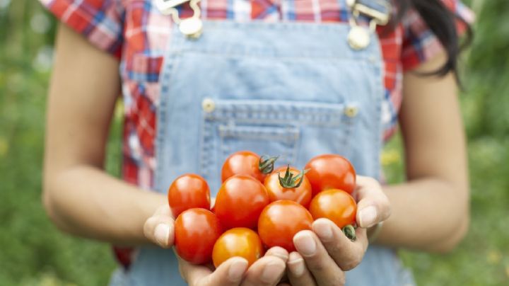 5 trucos para cultivar tomates más reales