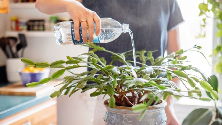 Descubrí qué tipo de agua necesitan tus plantas