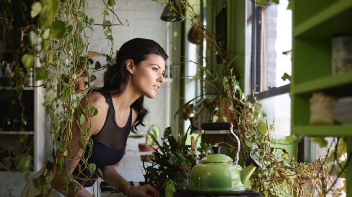 Descubrí cuáles son las  plantas que reducen el ruido de la ciudad