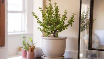 Una planta semipreciosa: aprendé cómo cuidar el árbol de jade