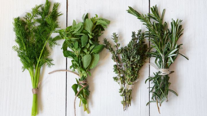 4 plantas medicinales que no pueden faltar en un botiquín básico