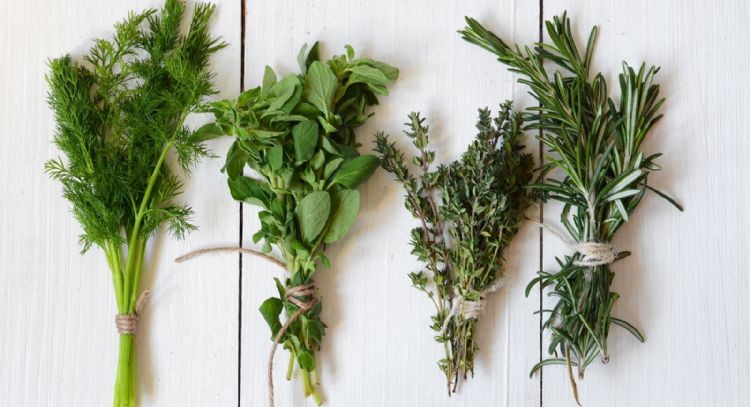 4 plantas medicinales que no pueden faltar en un botiquín básico