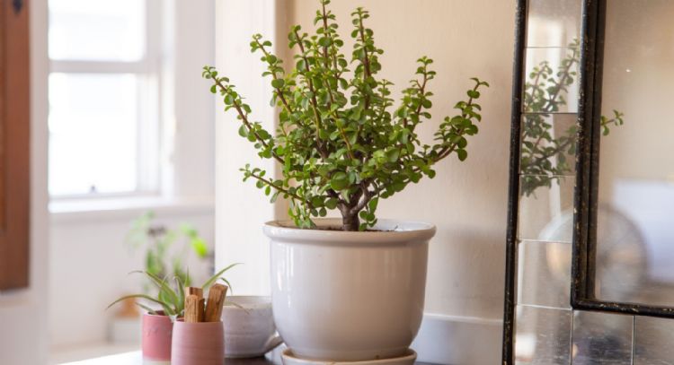 Una planta semipreciosa: aprendé cómo cuidar el árbol de jade