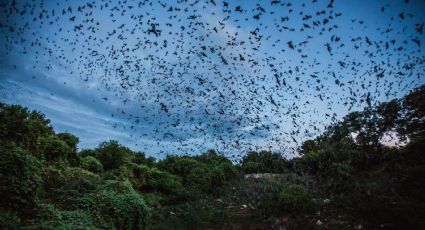 Bariloche: encontraron a un murciélago que podría iniciar una terrible plaga