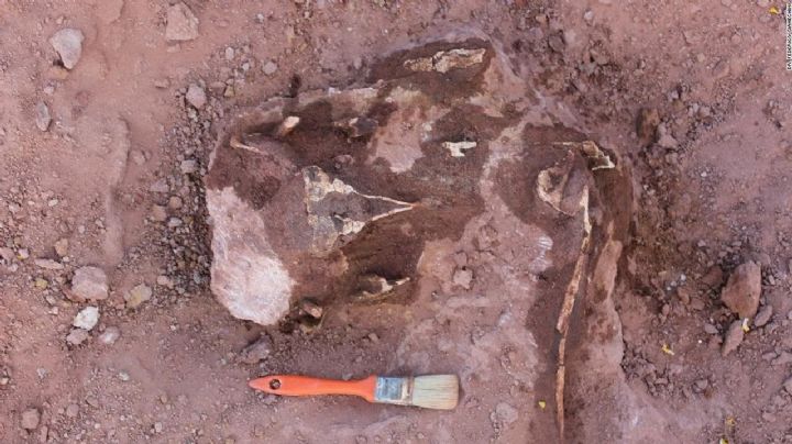 Rincón de los Sauces: descubren restos de un dinosaurio carnívoro