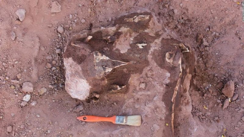Rincón de los Sauces: descubren restos de un dinosaurio carnívoro