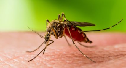 Preocupación en Florida: planean liberar mosquitos transgénicos al ambiente