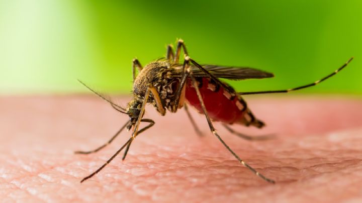 Preocupación en Florida: planean liberar mosquitos transgénicos al ambiente