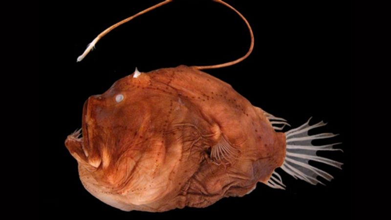 Raro hallazgo en California: ubican un monstruoso pez que vive en las profundidades del mar