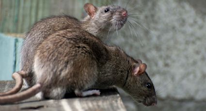 Increíble pero cierto: un hombre falleció tras ser mordido por una rata en un hospital de India