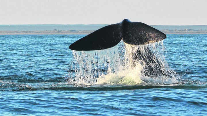 La ciudad de Las Grutas se prepara para recibir el fin de semana largo con avistaje de ballenas