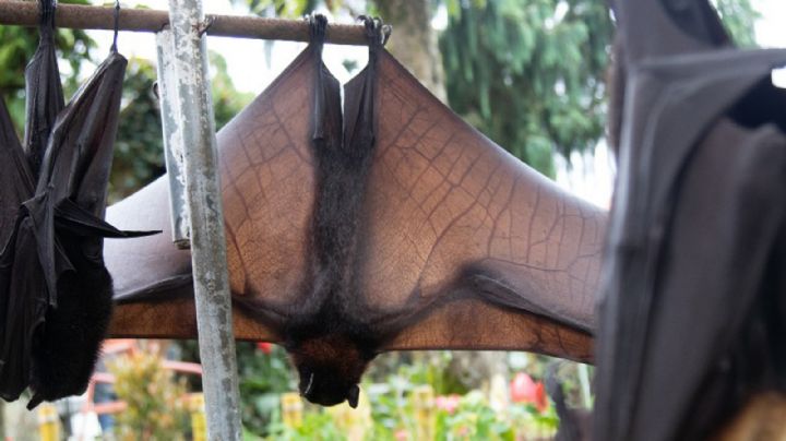 Identificaron una nueva especie de murciélago en la Argentina