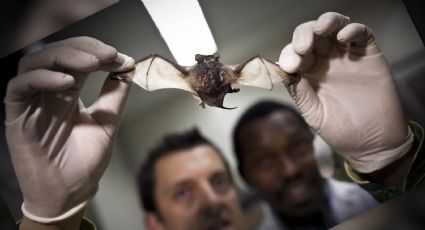Unas 400 mil personas al año se contagian de distintos coronavirus provenientes de murciélagos