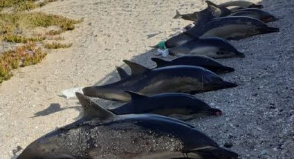 Ya son alrededor de 35 los delfines fallecidos en el puerto de San Antonio Este