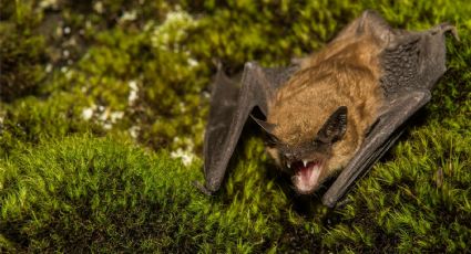 Se despertó con un murciélago en el cuello y murió de rabia: el caso que atemoriza a Estados Unidos
