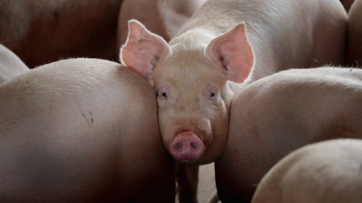 Pudieron trasplantar dos riñones de cerdo modificados genéticamente a un hombre en Estados Unidos