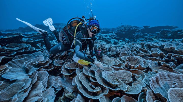 Increíble hallazgo: descubren en Tahití uno de los mayores arrecifes de coral del mundo