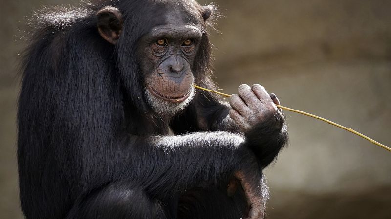 Los chimpancés son más parecidos a los humanos de lo que se pensaba: necesitan aprender de otros