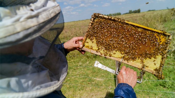 Cuándo será la primera convocatoria para productores apícolas y apicultores en Zapala