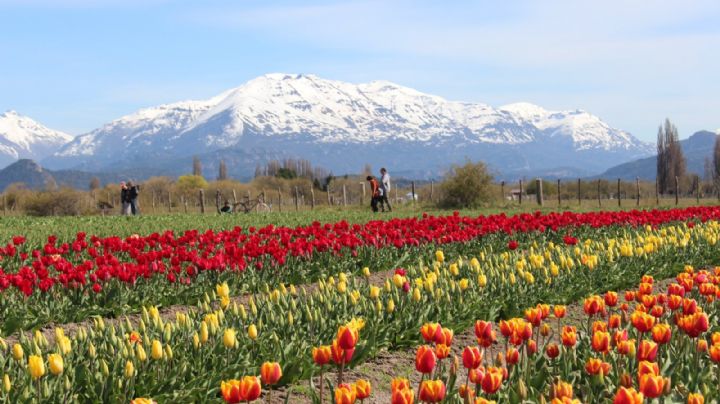 La primavera llegó a Chubut: abrió la temporada de tulipanes en Trevelin
