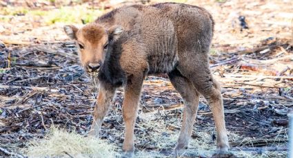 Por primera vez en más de un un milenio, nació un bisonte salvaje en el Reino Unido
