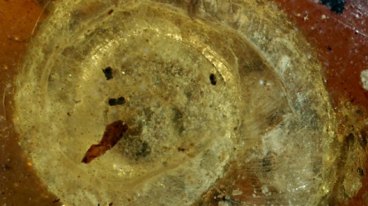 Encontraron un caracol peludo que vivió hace 99 millones de años en Myanmar