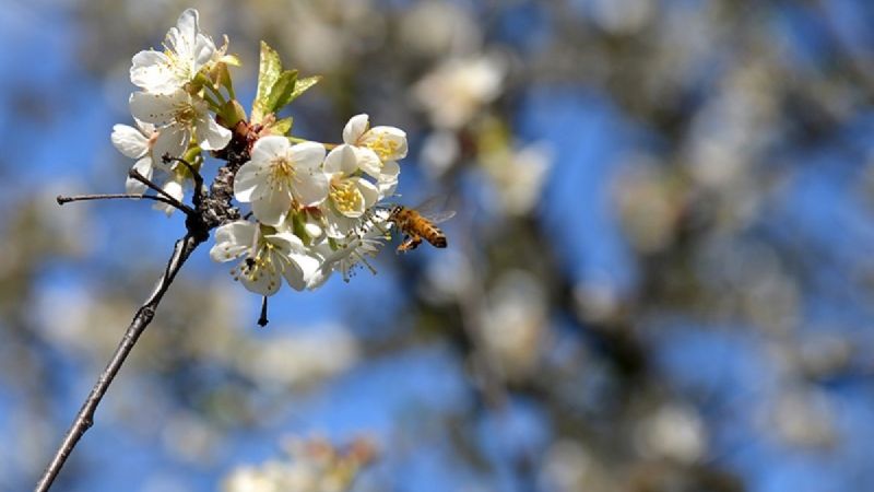 Nuevo atractivo turístico en Chubut: la ceremonia japonesa de los cerezos en flor